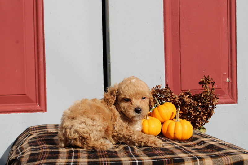 puppy, for, sale, Mini Poodle, Matthew B. Stoltzfus, dog, breeder, Gap, PA, dog-breeder, puppy-for-sale, forsale, nearby, find, puppyfind, locator, puppylocator, aca